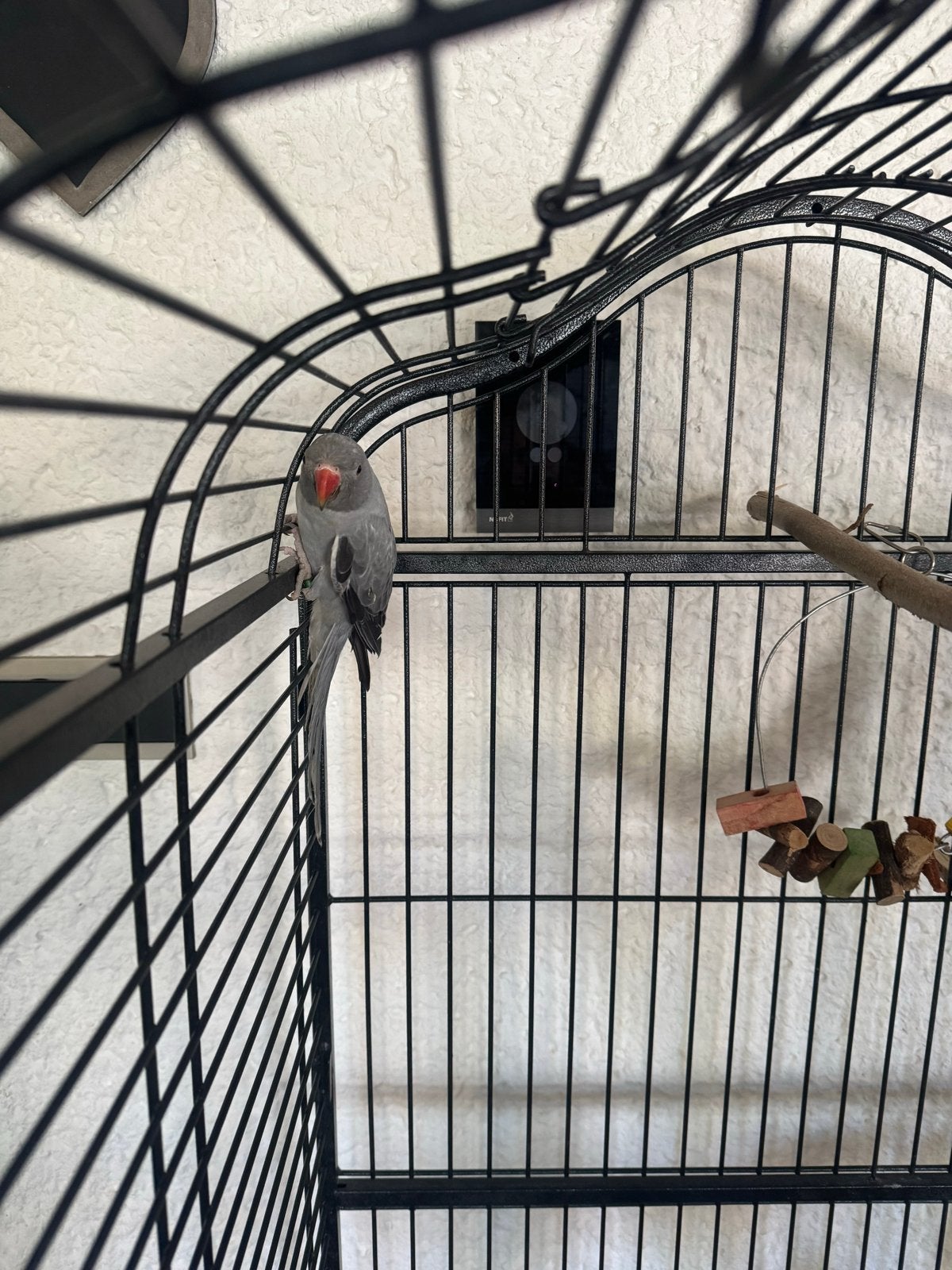 Jonge halsbandparkieten, Meerdere dieren, Parkiet