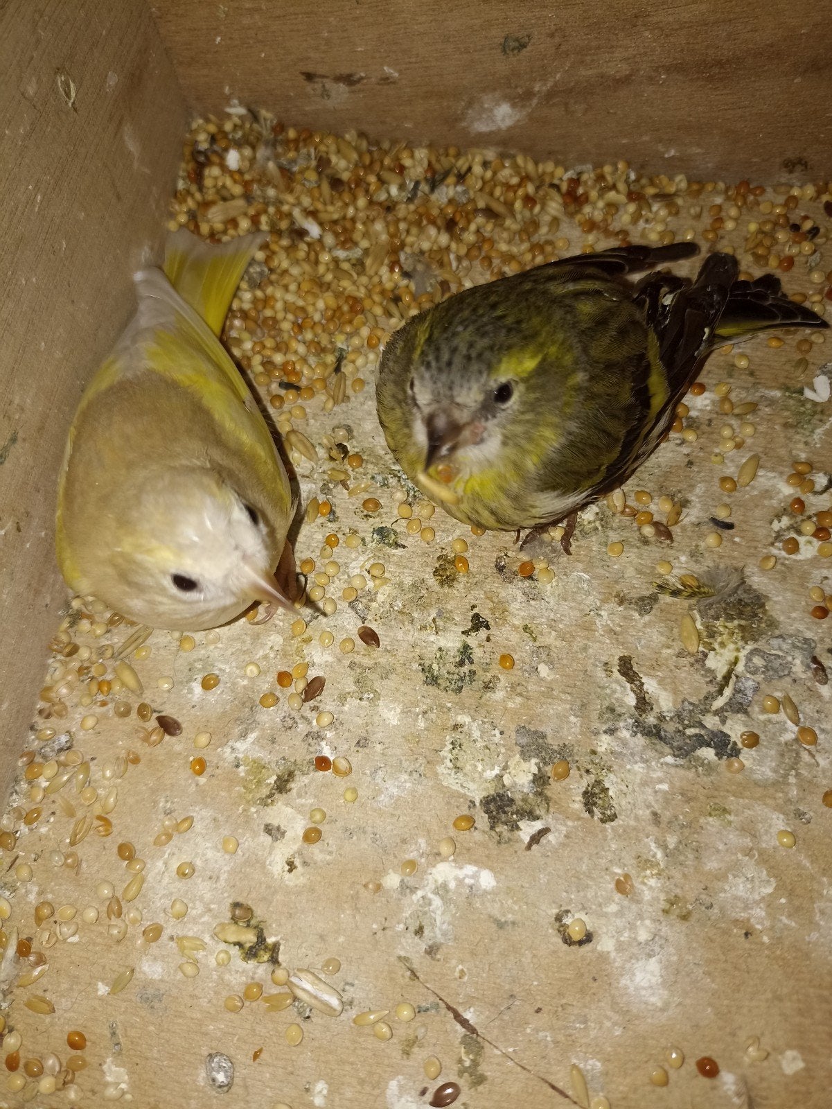 de mooiste sijzen, Dieren en Toebehoren, Vogels | Overige Vogels, Meerdere dieren