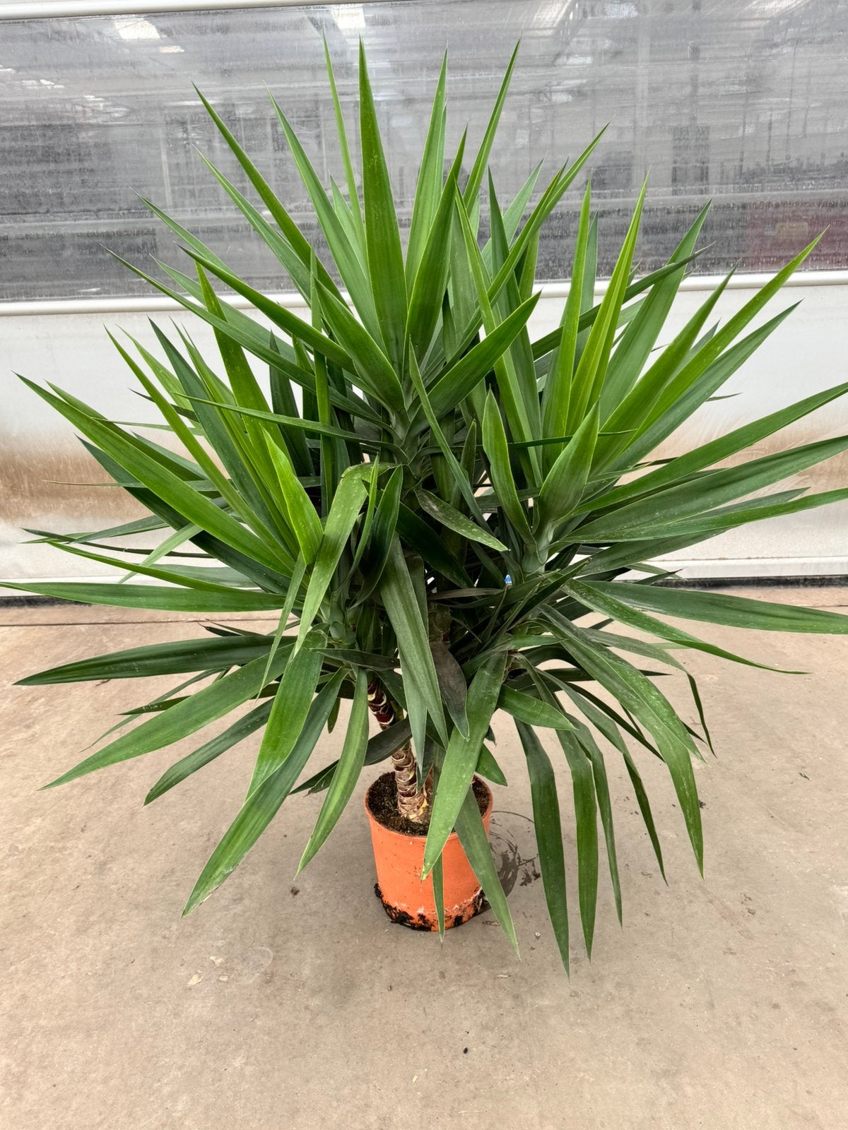 Yucca elegans p 27 cm h 160 cm, Tuin en Terras, Ophalen, Overige soorten, Volle zon
