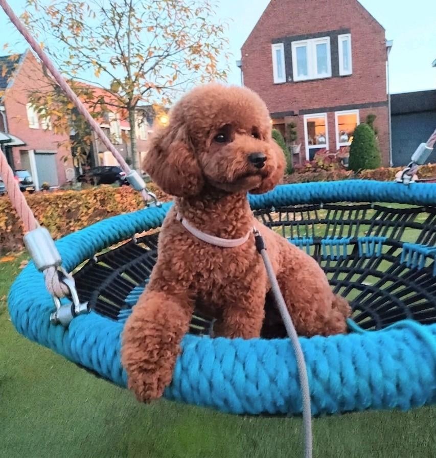 Liefdevol Gastgezin gezocht voor een Dwergpoedel 🐩❤️, Dieren en Toebehoren, Honden | Chihuahua's en Gezelschapshonden, Poedel