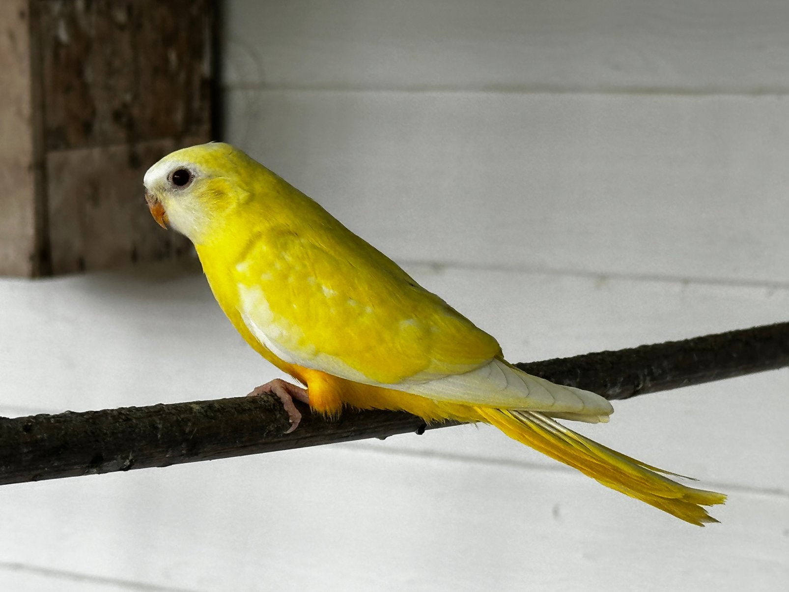 Jonge Splendid parkieten te koop, Dieren en Toebehoren, Meerdere dieren, Geringd