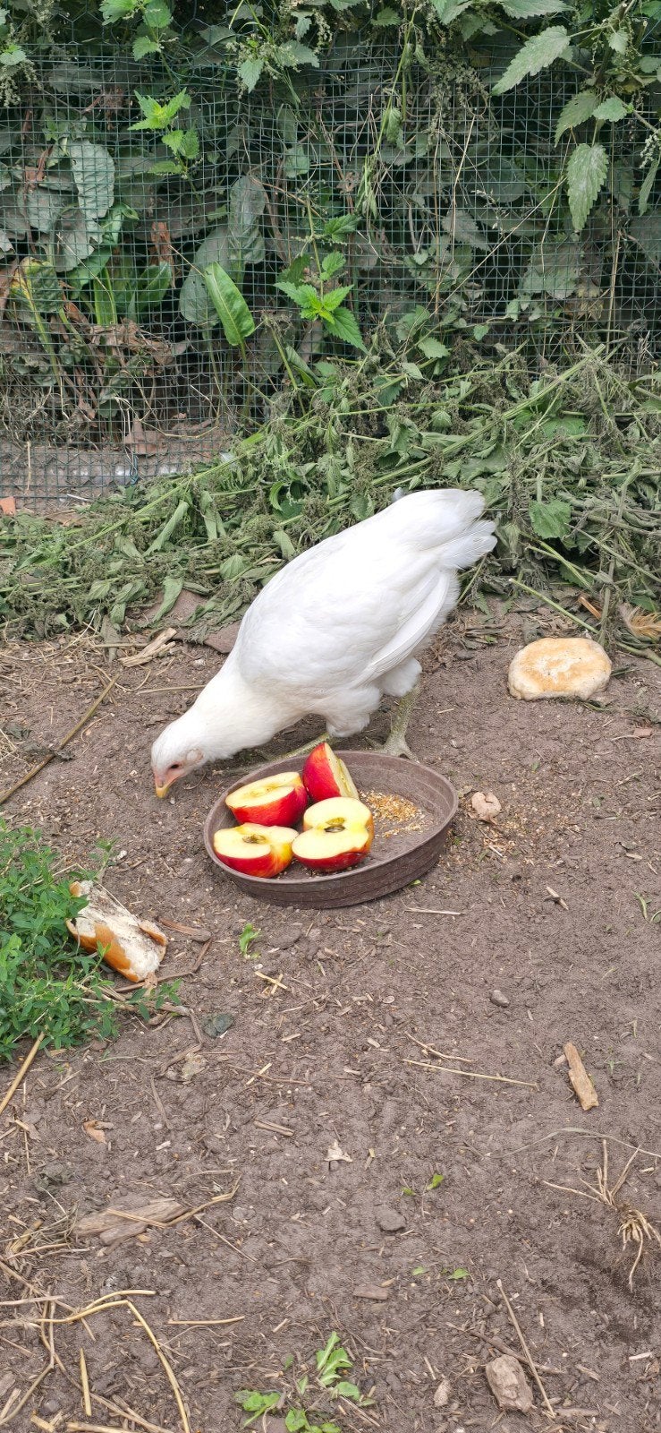 twee araucana hennen, Vrouwelijk, Kip