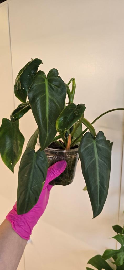 2 philodendron (kijk omschrijving), Ophalen of Verzenden, Halfschaduw, Minder dan 100 cm