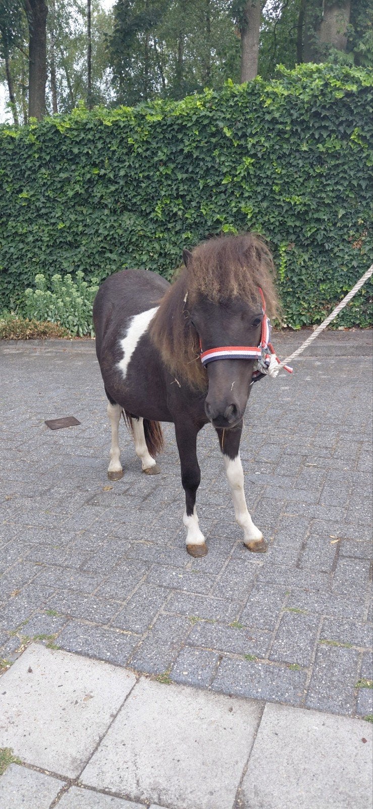 2 Bonte Shetlanders, Dieren en Toebehoren, Merrie