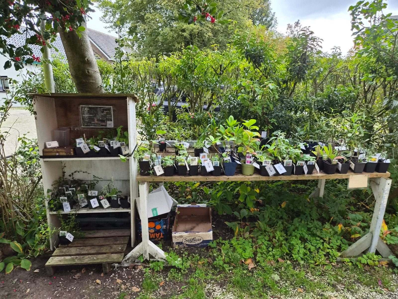 biologisch opgekweekte plantjes, Ophalen, Overige soorten, Volle zon