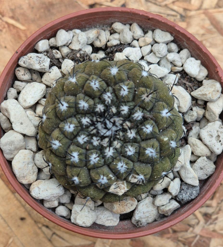 Cactus Copiapoa Lizard Skin p6,5