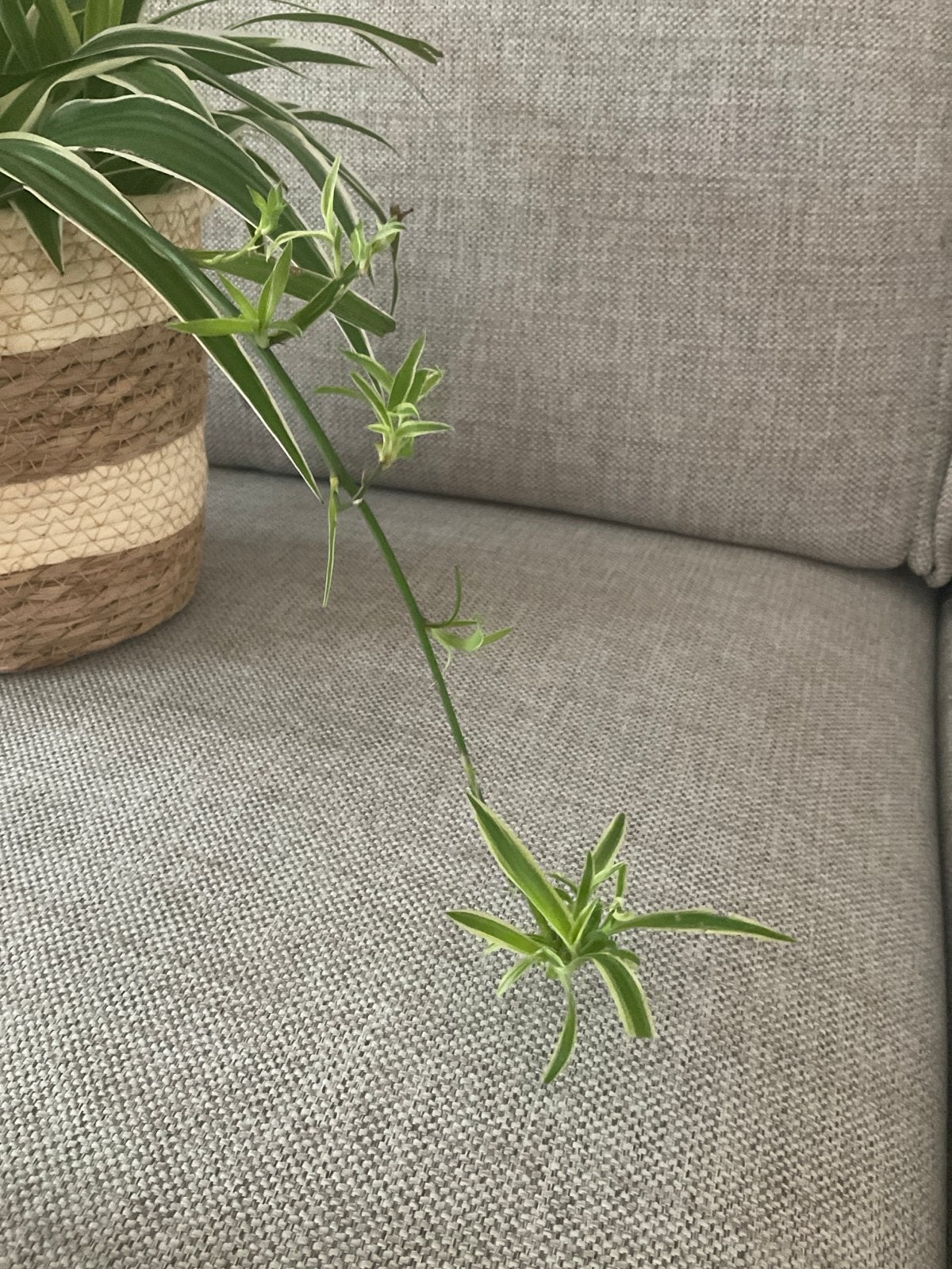Gratis graslelie stekjes (Chlorophytum Comosum), Vaste plant, Bloeit niet, Halfschaduw, Ophalen