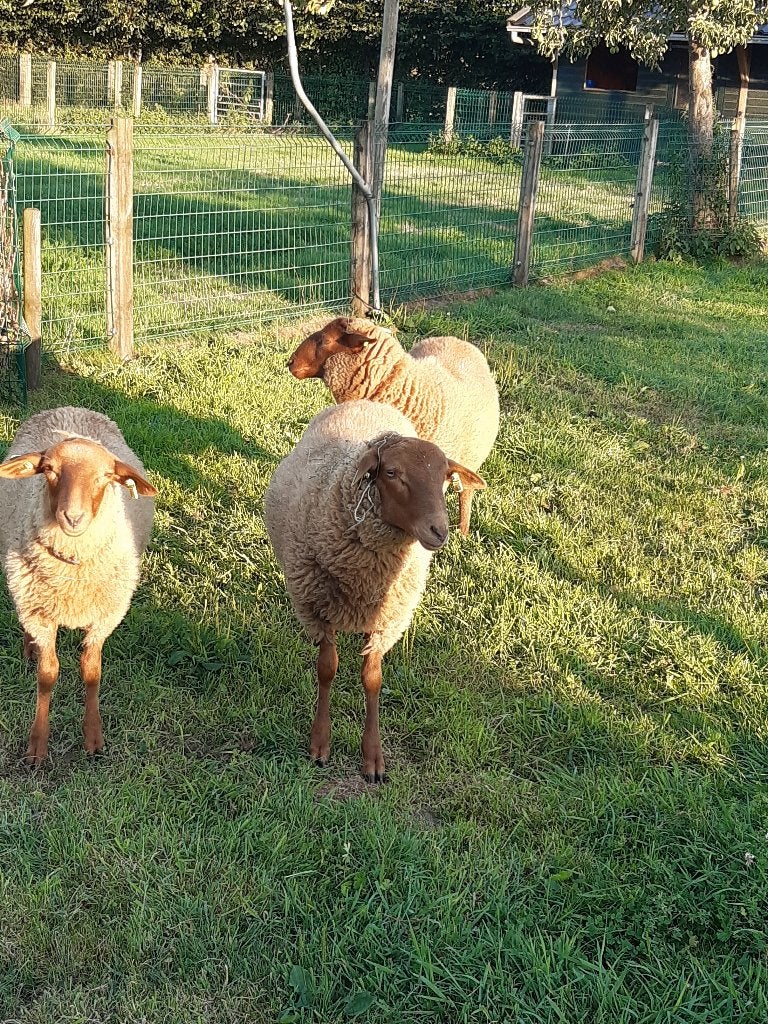 Coburger fuchs ramlammeren, Mannelijk, Schaap, 0 tot 2 jaar