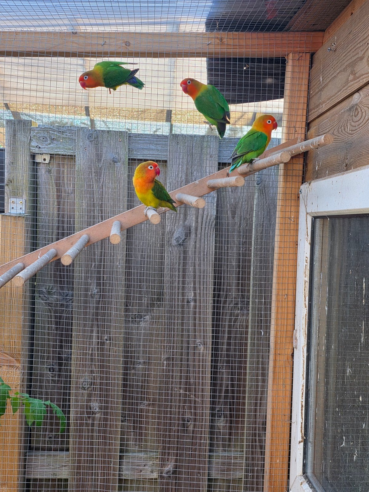 agapornis koppel, Dieren en Toebehoren
