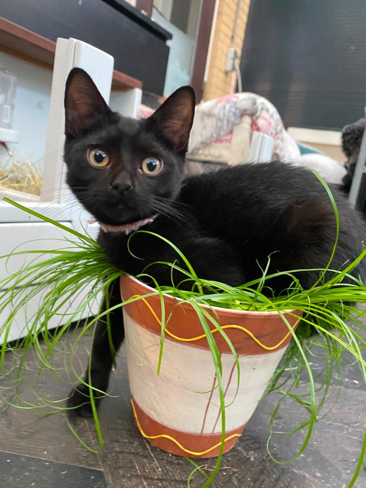 4 zwarte kittens (9 mei geboren), Meerdere dieren