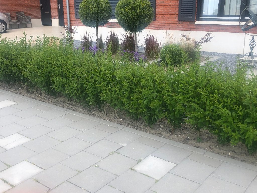 Foto 3 van Ligustrum Ovalifolium Haagplanten - Groene Ligusterhaag