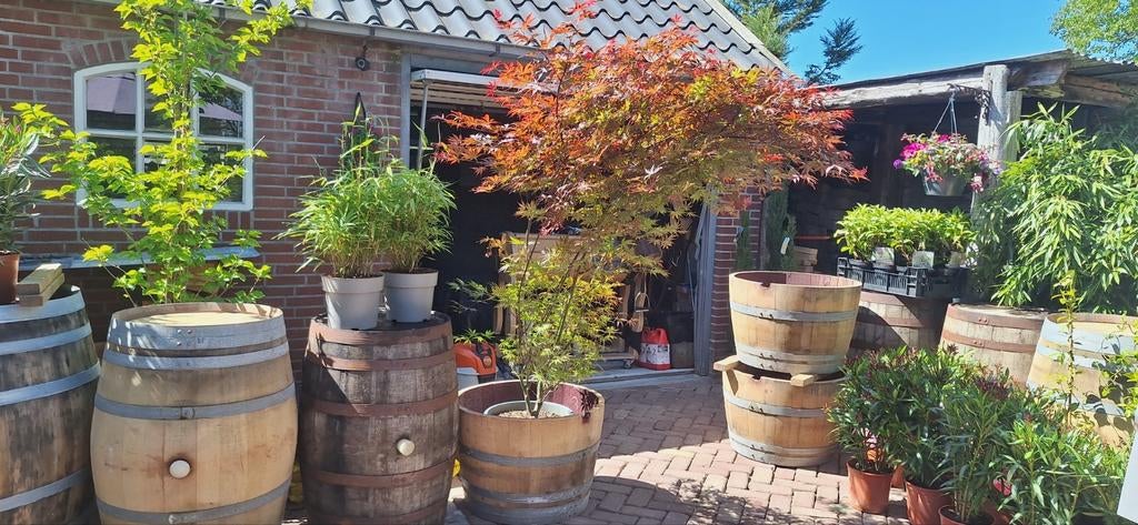 Wijnvaten whiskyvaten bloembak 70€, Eén persoon