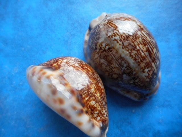 Schelpen: Cypraea arabica asiatica gibba Coen  gem 40-50mm, Verzenden, Schelp(en)