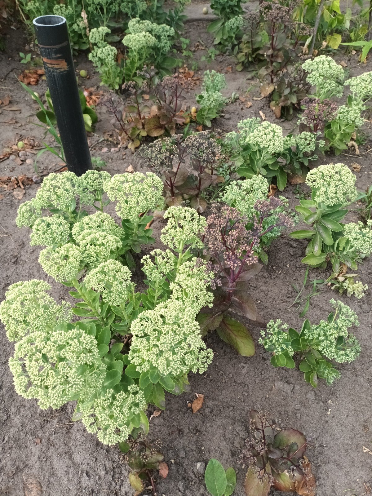 mooie sedum planten koopje, Ophalen, Overige soorten, Minder dan 100 cm