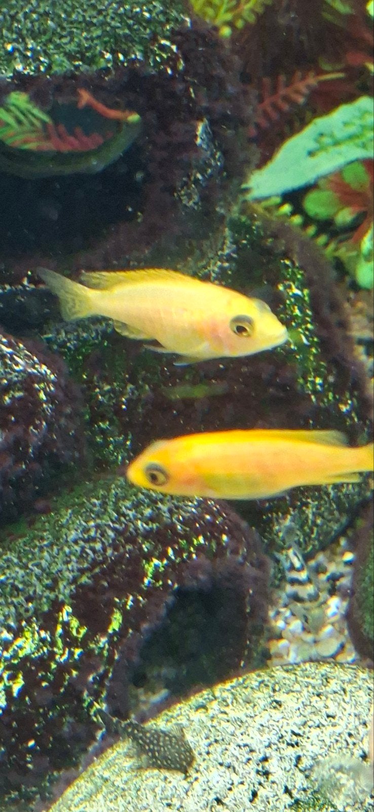 chiclide mix te koop a 2 euro per stuk, Vis, Zoetwatervis