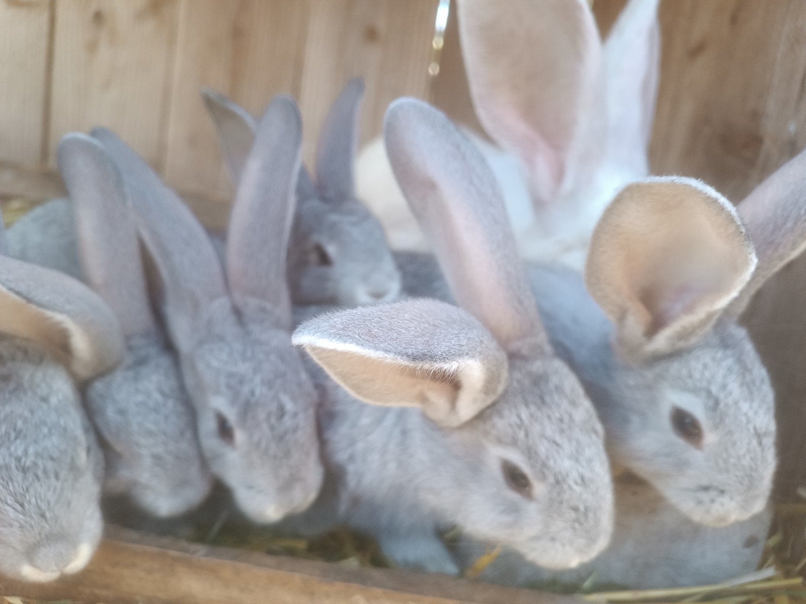 lieve jonge Vlaamse Reus konijnen chinchilla kleur, Dieren en Toebehoren, Meerdere dieren, Groot, 0 tot 2 jaar