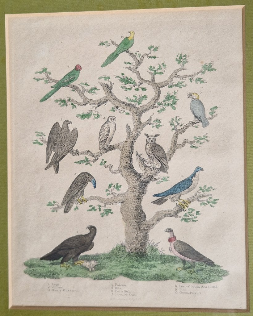 2 x KOPERGRAVURE Ornithologie (VOGELS) Thomas Kelly 1821, Ophalen, 1800 - 1899, 41 cm, 35 cm