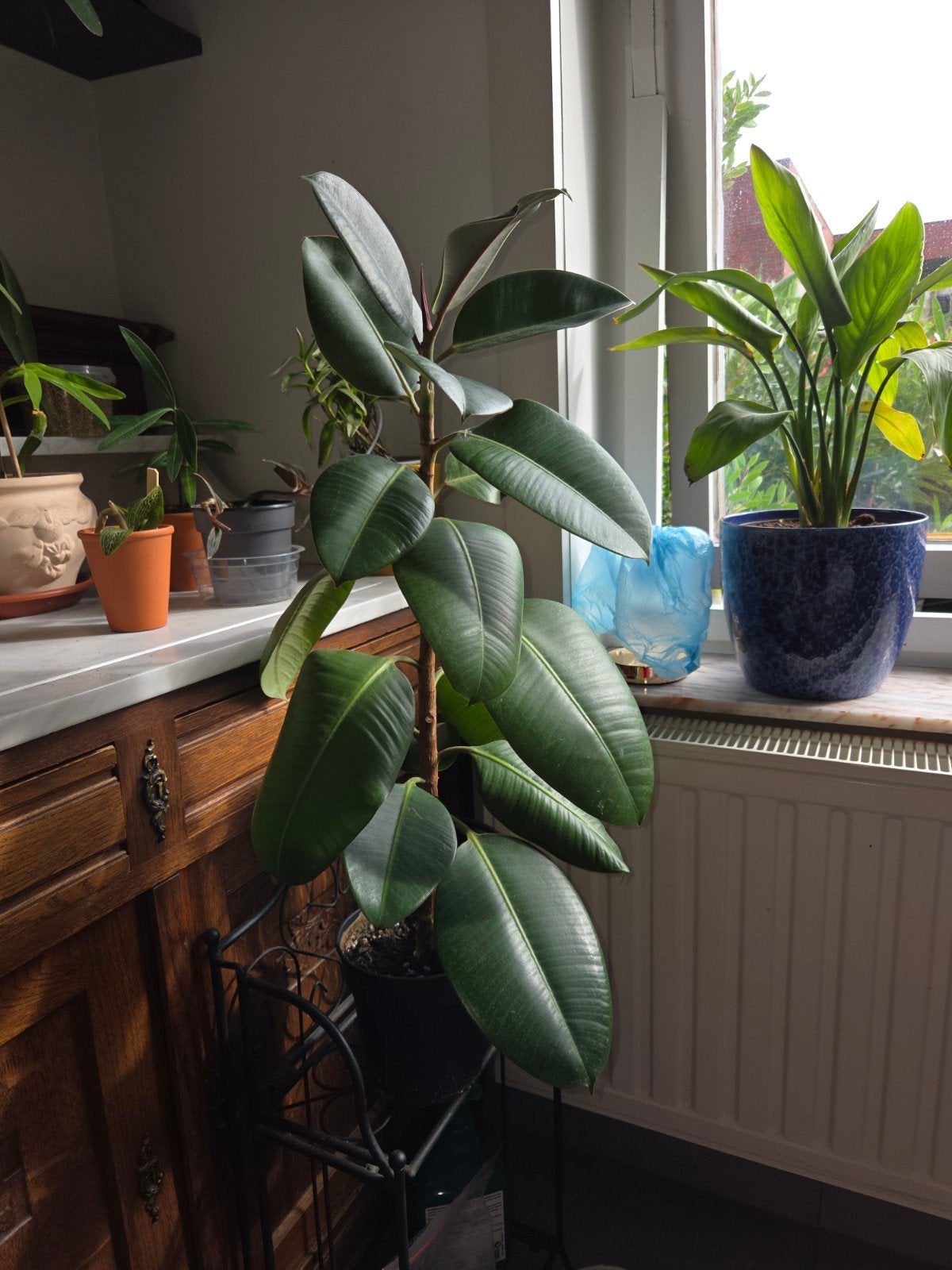 Foto 7 van ficus elastica