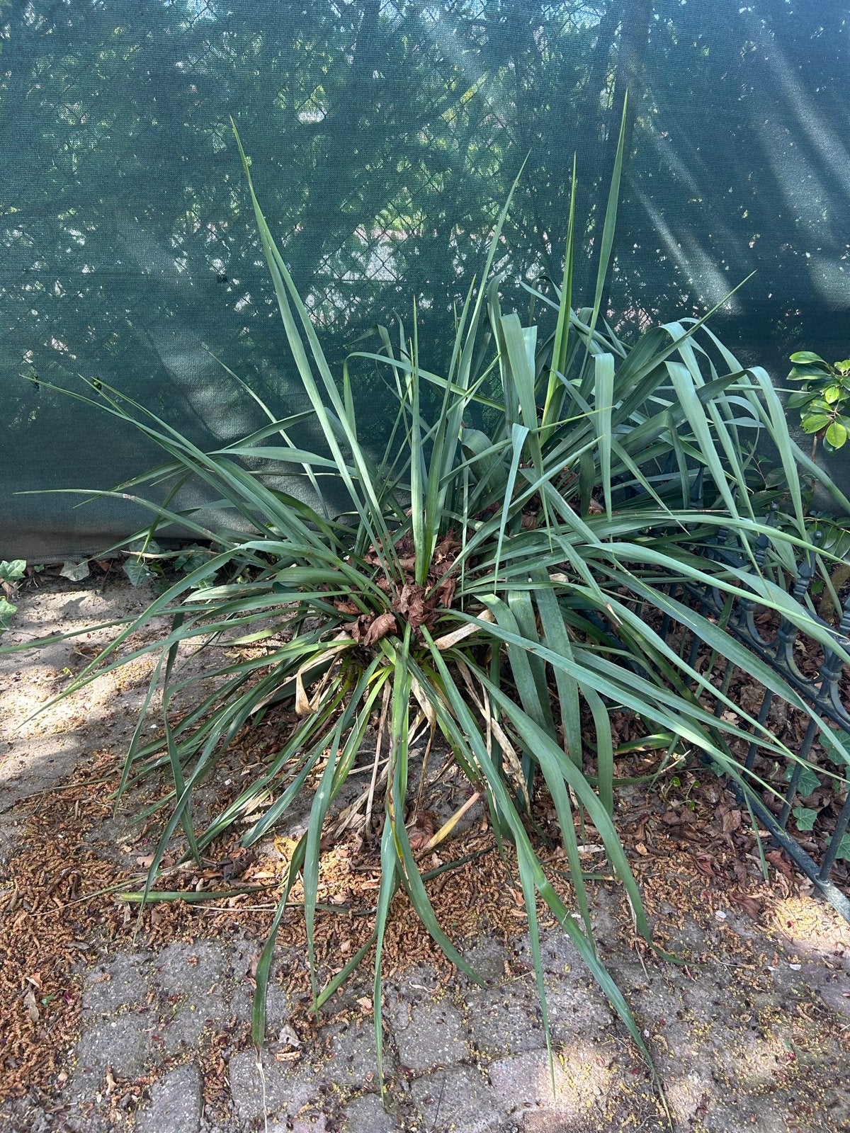 Yucca plant - Ideaal voor tuin of terras, Volle zon, Vaste plant, Zomer, Ophalen