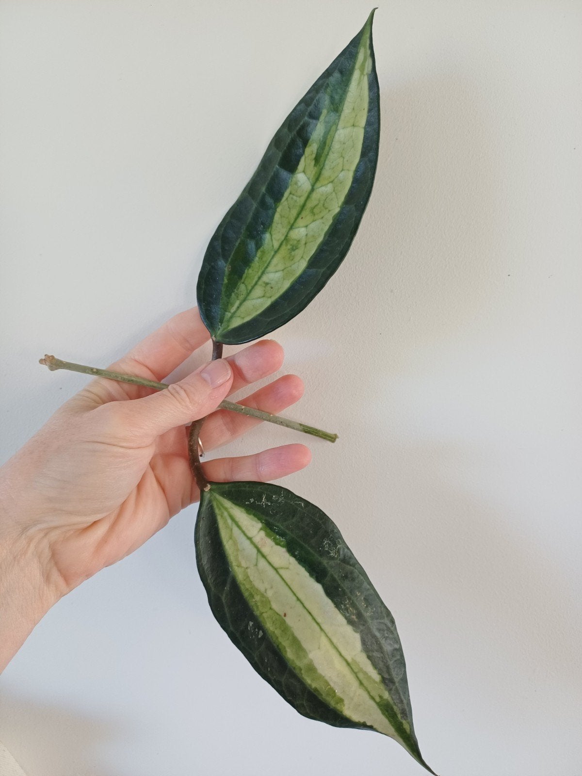 Hoya latifolia 'Pot of Gold' - grote stek, Ophalen of Verzenden, Halfschaduw, Minder dan 100 cm