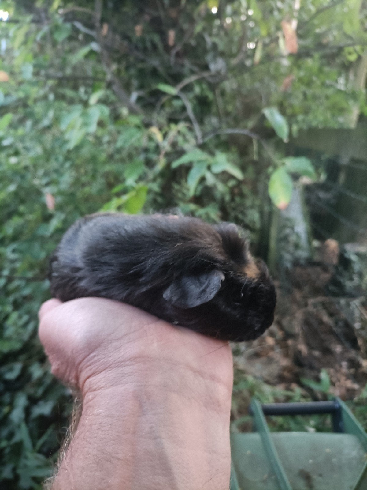 Jong cavia zeugje, Dieren en Toebehoren, Juli, Vrouwelijk, Cavia