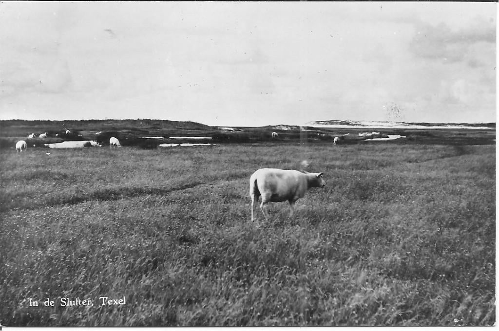 In de Slufter  Texel., Verzamelen, Ophalen of Verzenden, 1940 tot 1960, Ongelopen, Waddeneilanden