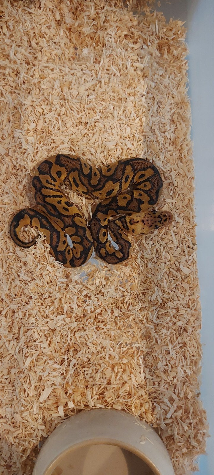 koningspythons te koop nk 2026 Ball Python photo 2