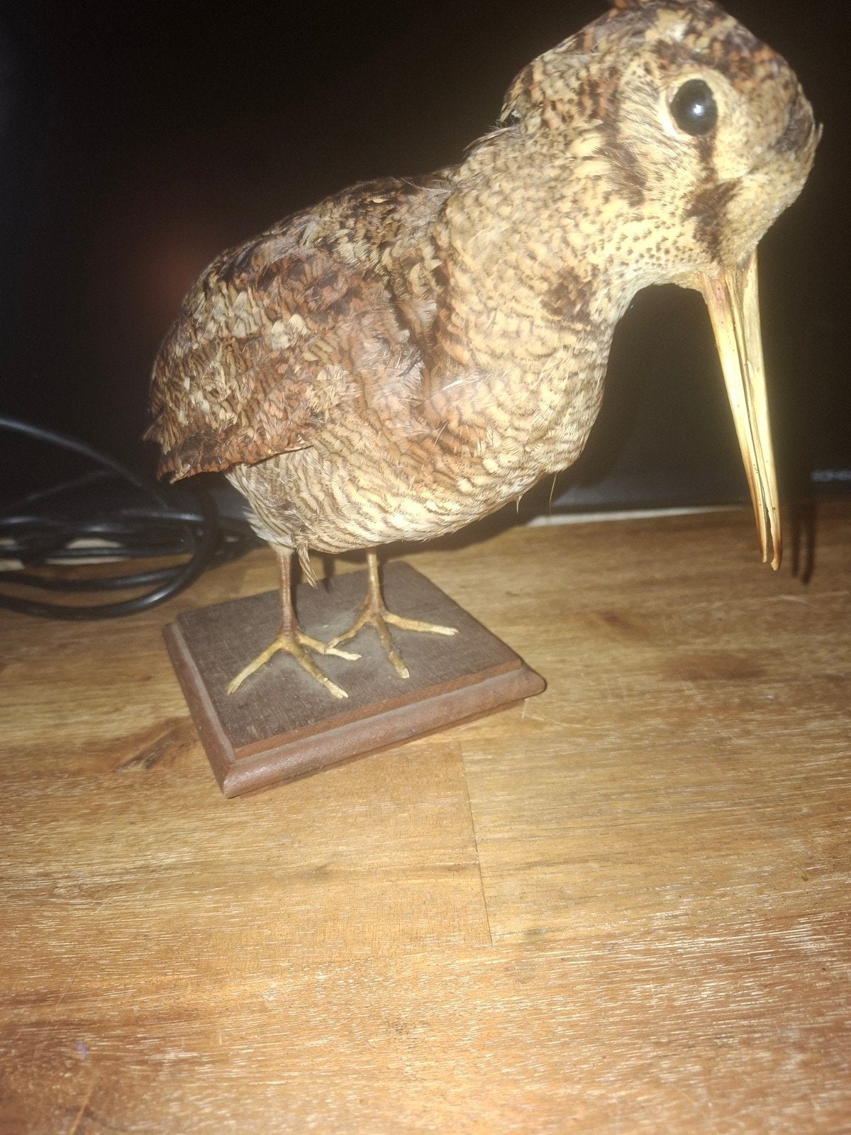 diverse opgezette dieren, Verzamelen, Dierenverzamelingen, Ophalen of Verzenden, Wild dier, Opgezet dier