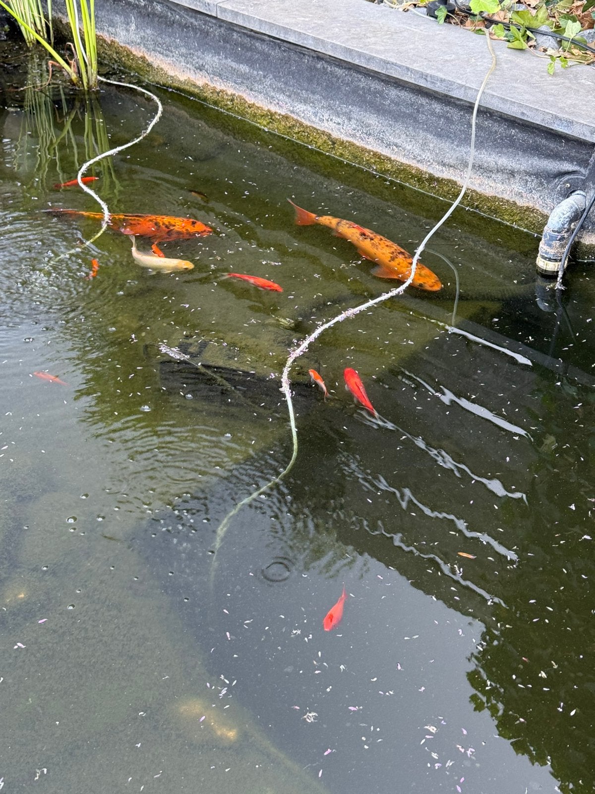 Vijver toebehoren ter overname, Karper of Koi