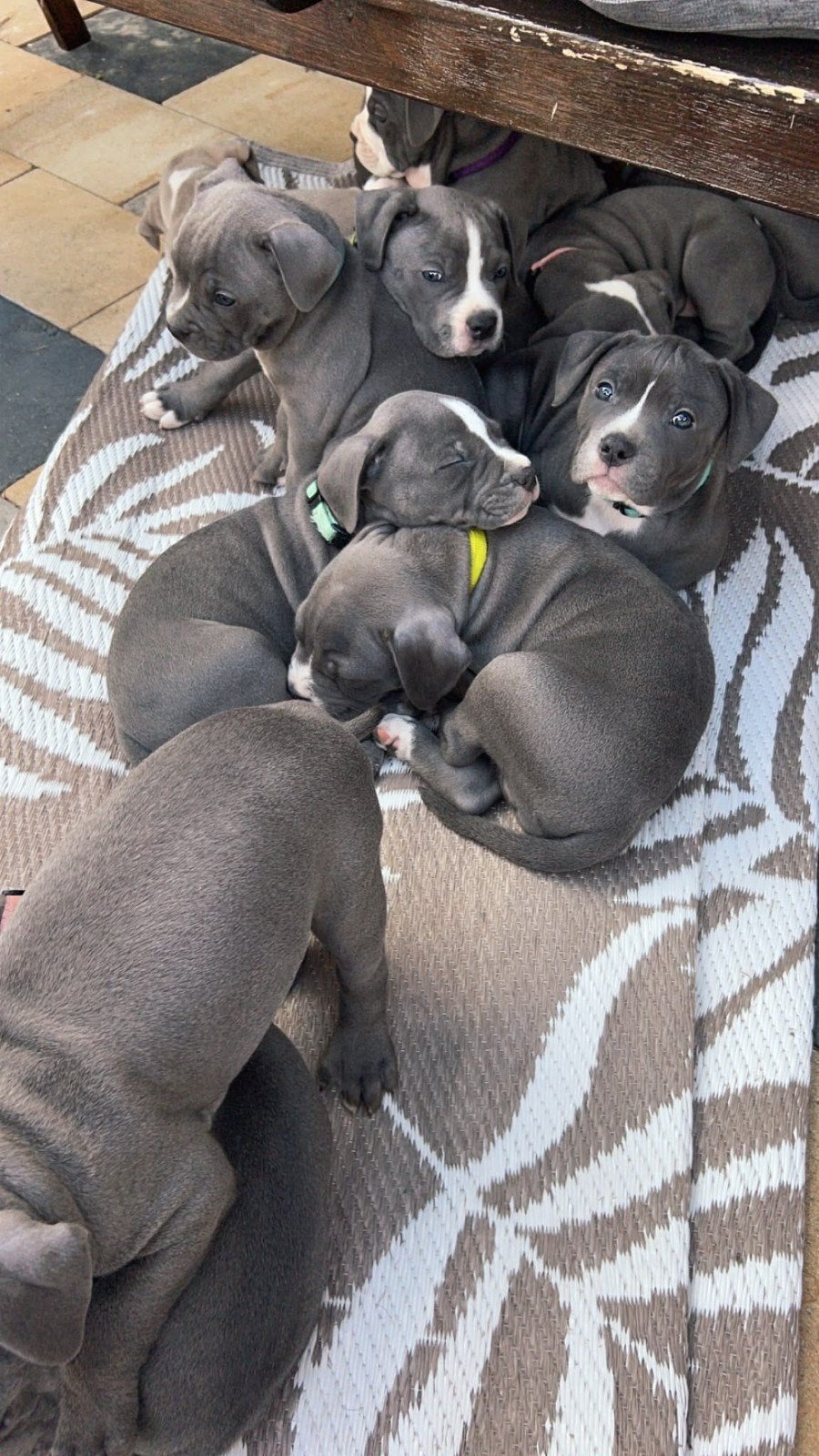 eenmalige unieke pups nog 7 pups beschikbaar, Dieren en Toebehoren, Honden | Bulldogs, Pinschers en Molossers, 8 tot 15 weken