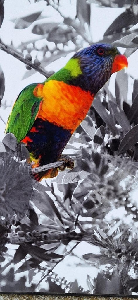 Kleurrijke Lorikeet foto door David Law (Parijs)., Ophalen of Verzenden, Foto, Gesigneerd