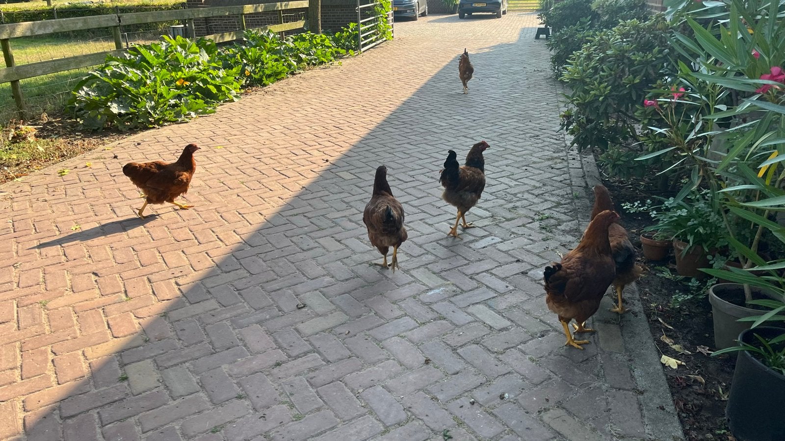 Rhode island red en donker bruine legkip, Vrouwelijk, Kip