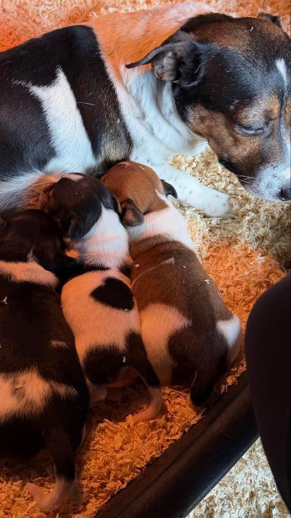 Jack russel, België, Particulier, Jack Russell Terriër, 8 tot 15 weken