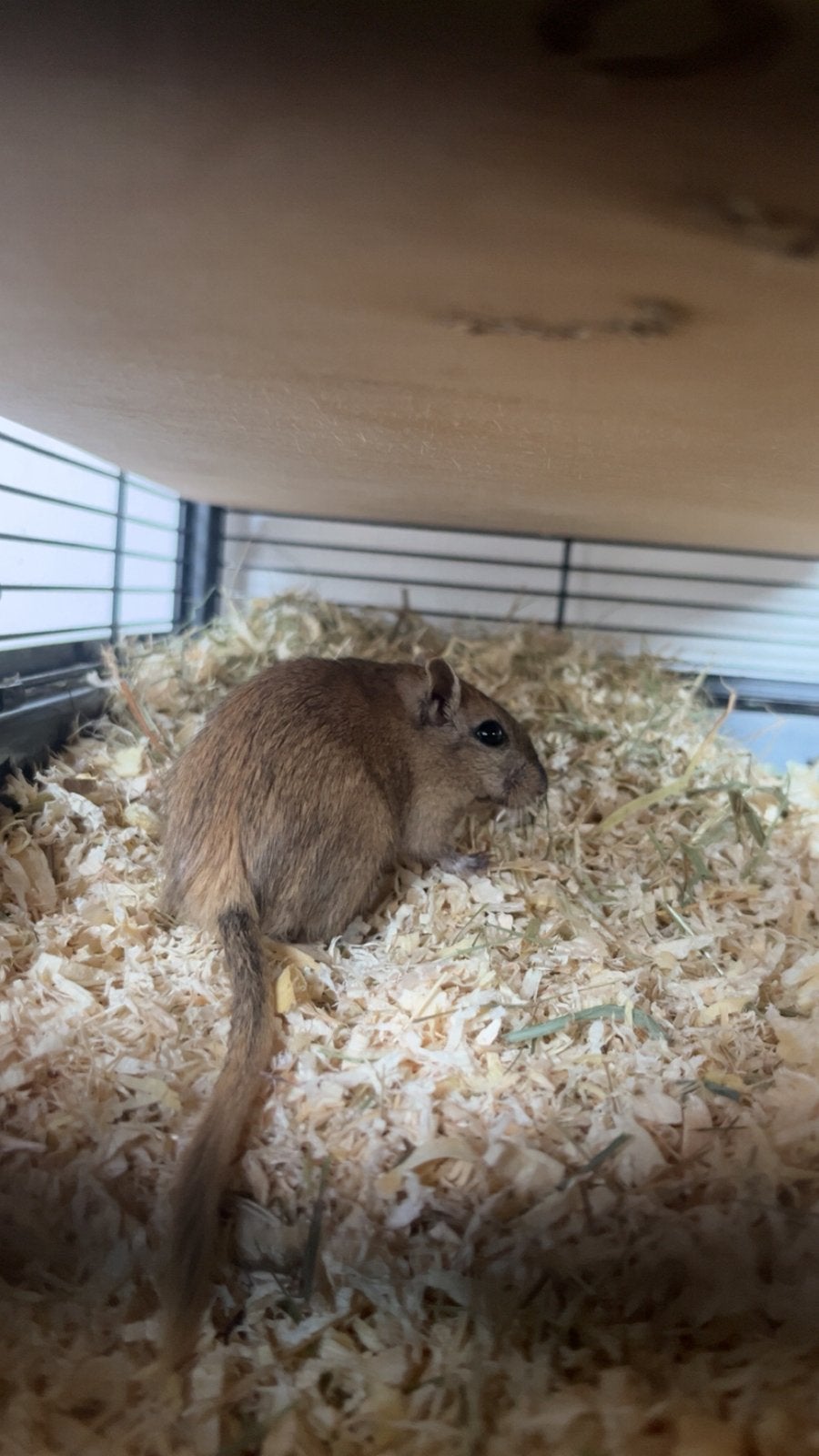 2 mannetjes gerbil, Hamster, Juni, Mannelijk, Tam