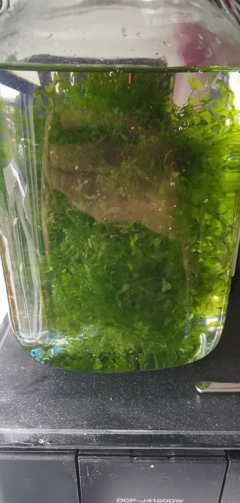 Levermos, Dieren en Toebehoren, Vissen | Aquaria en Toebehoren, Ophalen of Verzenden, Nieuw, Plant(en), Steen of Hout