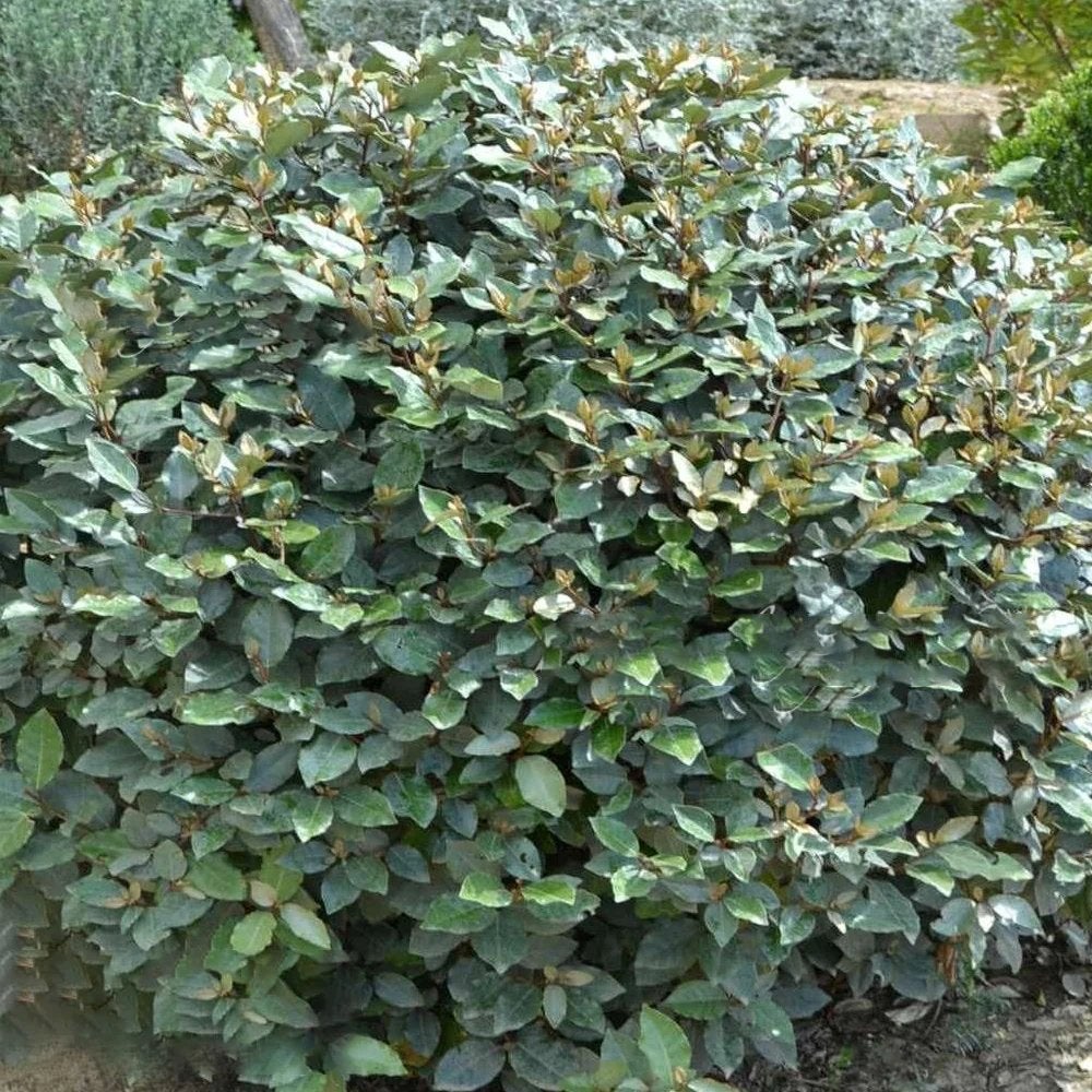 Elaeagnus  ebbingei 60/80 cm / zware kwaliteit, Ophalen of Verzenden, Overige soorten, Minder dan 100 cm