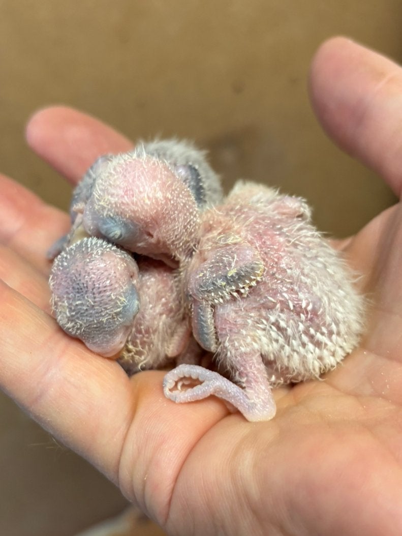 Baby Agapornis fischeri dwergpapegaai blauw of turquoise, Geslacht onbekend, Dwergpapegaai of Agapornis, Geringd