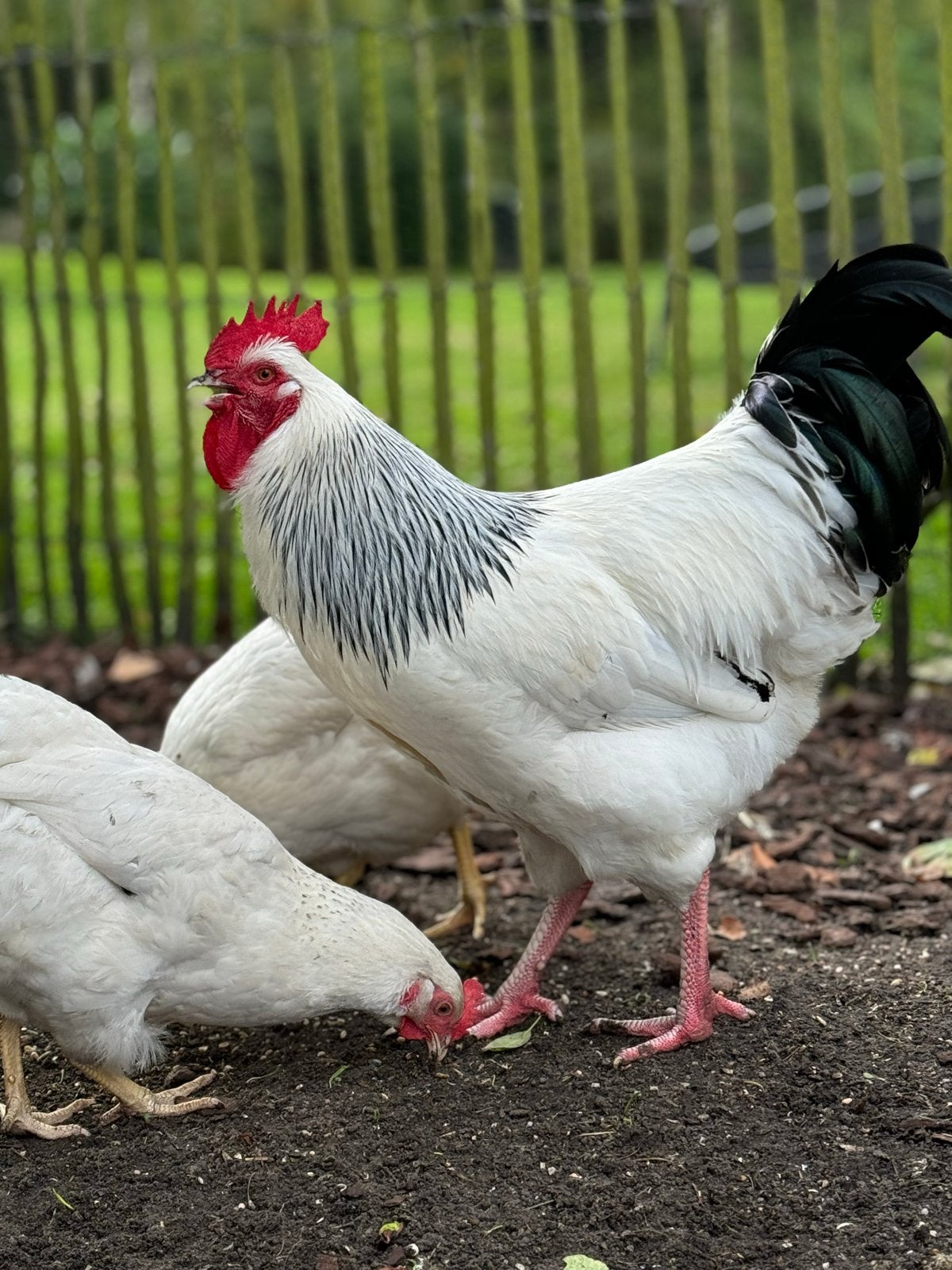 Gratis haan, Dieren en Toebehoren, Pluimvee, Mannelijk, Kip