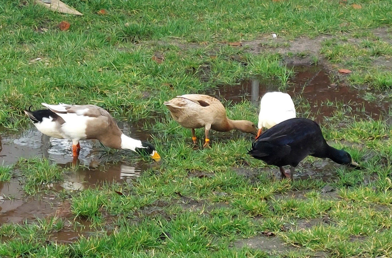 Broedeieren zuivere indische loopeenden, Dieren en Toebehoren, Geslacht onbekend, Eend