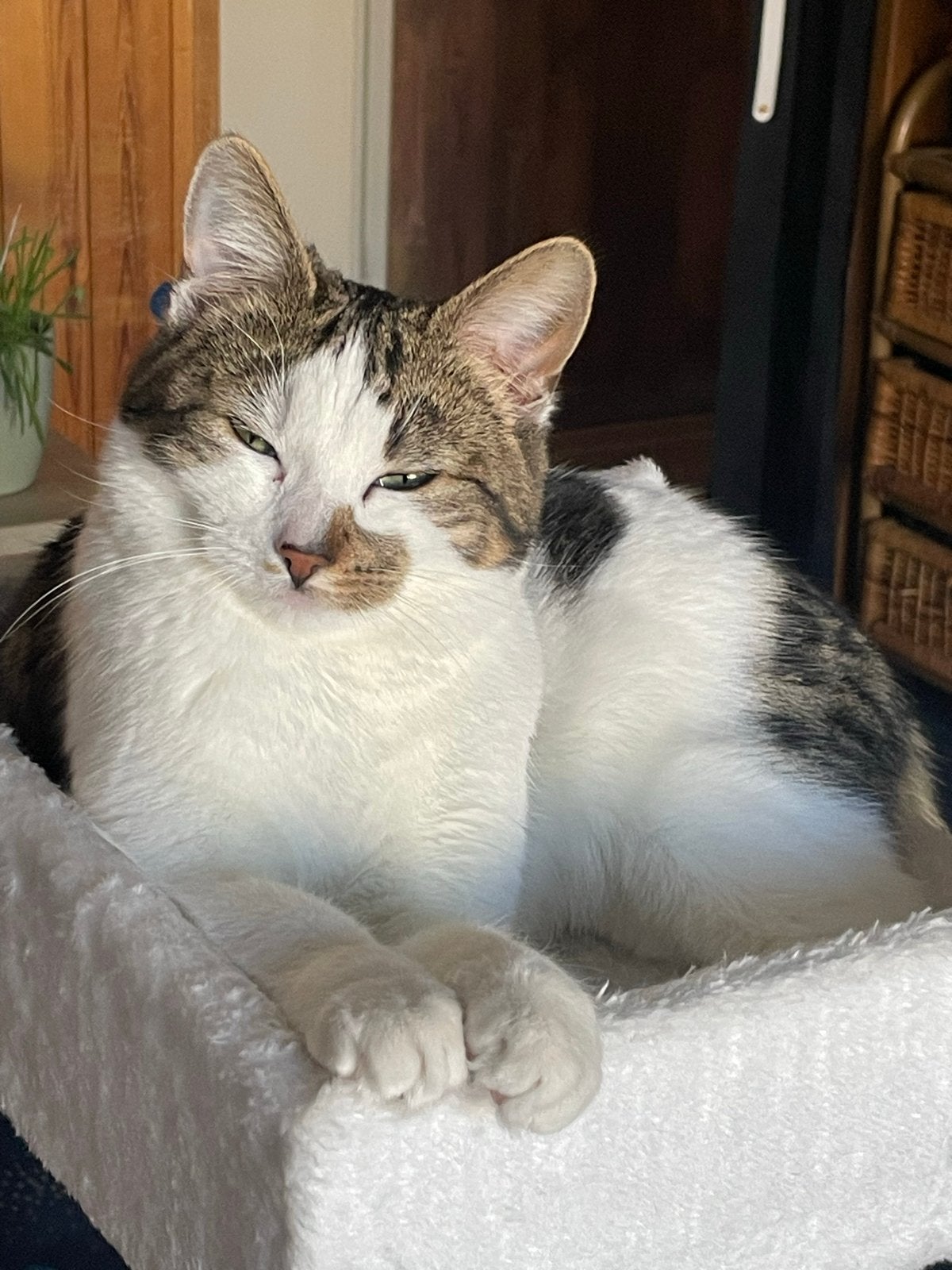 Een plek waar ze buiten kan, Poes