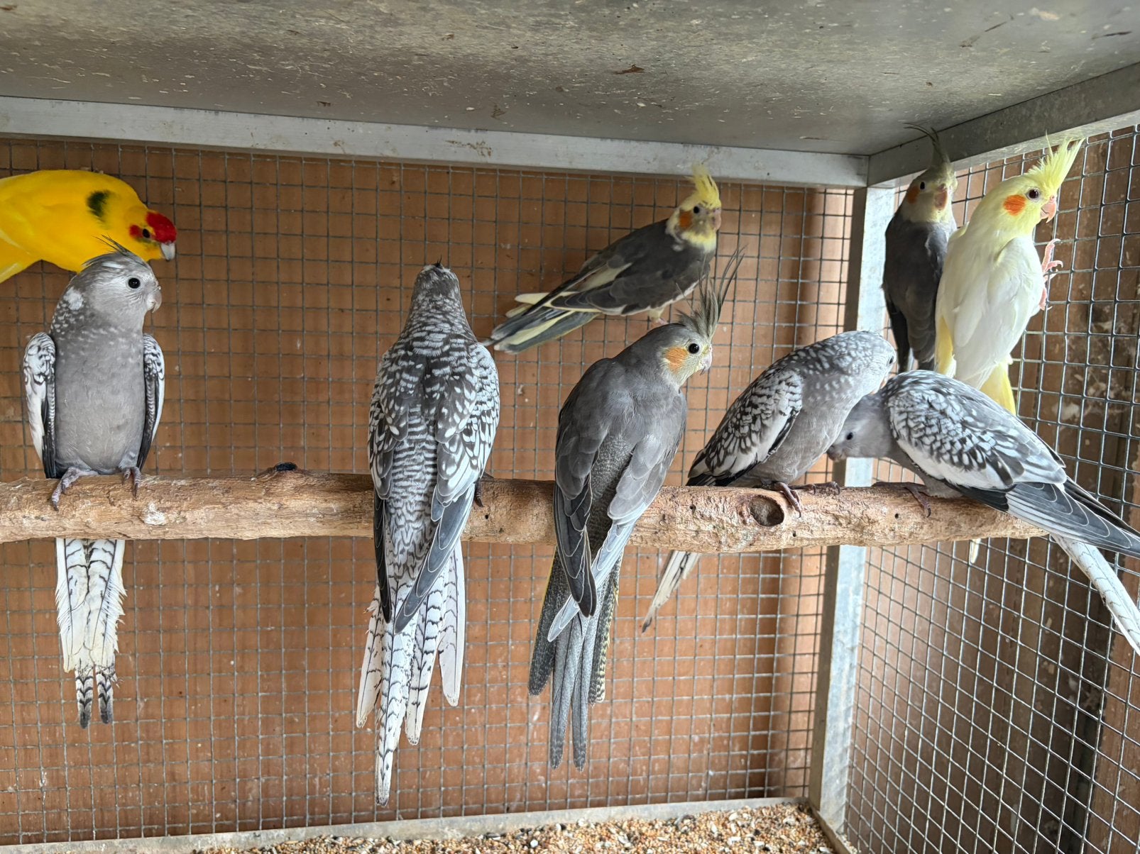 Valkparkieten 2026 diverse kleuren, Dieren en Toebehoren, Meerdere dieren, Parkiet