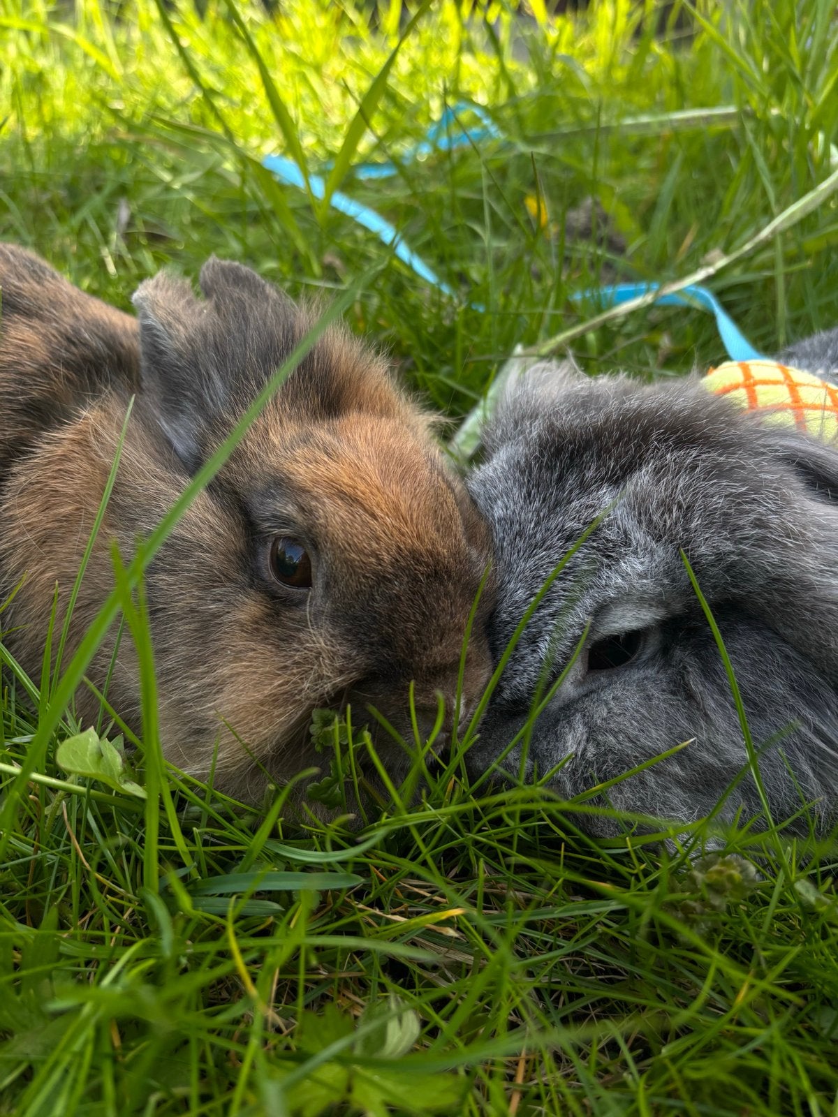 2 Konijnen met huis extra kooi en voer, Dieren en Toebehoren, Maart, Meerdere dieren, Overige typen