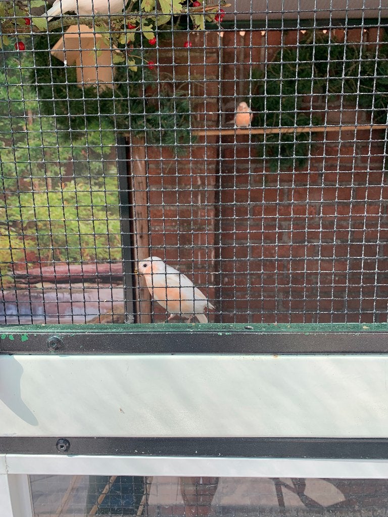 Wittegoudvink, Meerdere dieren, Wildzangvogel, Geringd