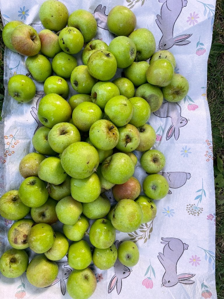 GRATIS kleine appels (niet rijp), Diversen, Levensmiddelen, Ophalen