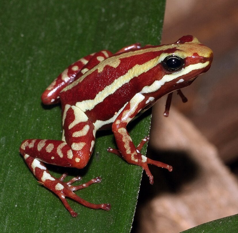 Epipedobates anthony tricolor gifkikkers Frog - unknown for sale from Coen Donkers