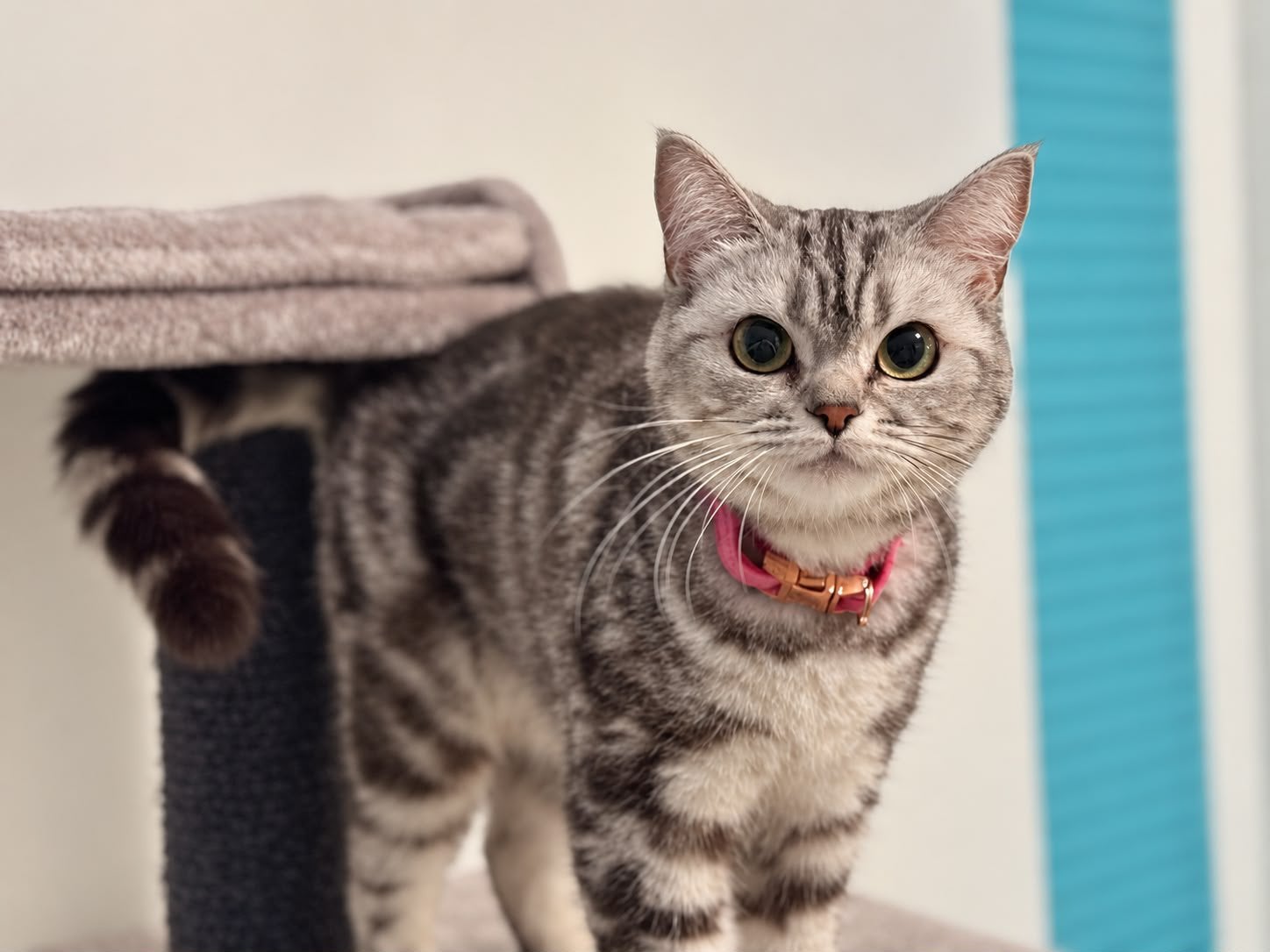 Herplaatsing Britse Korthaar poes met stamboom, Poes, Met stamboom