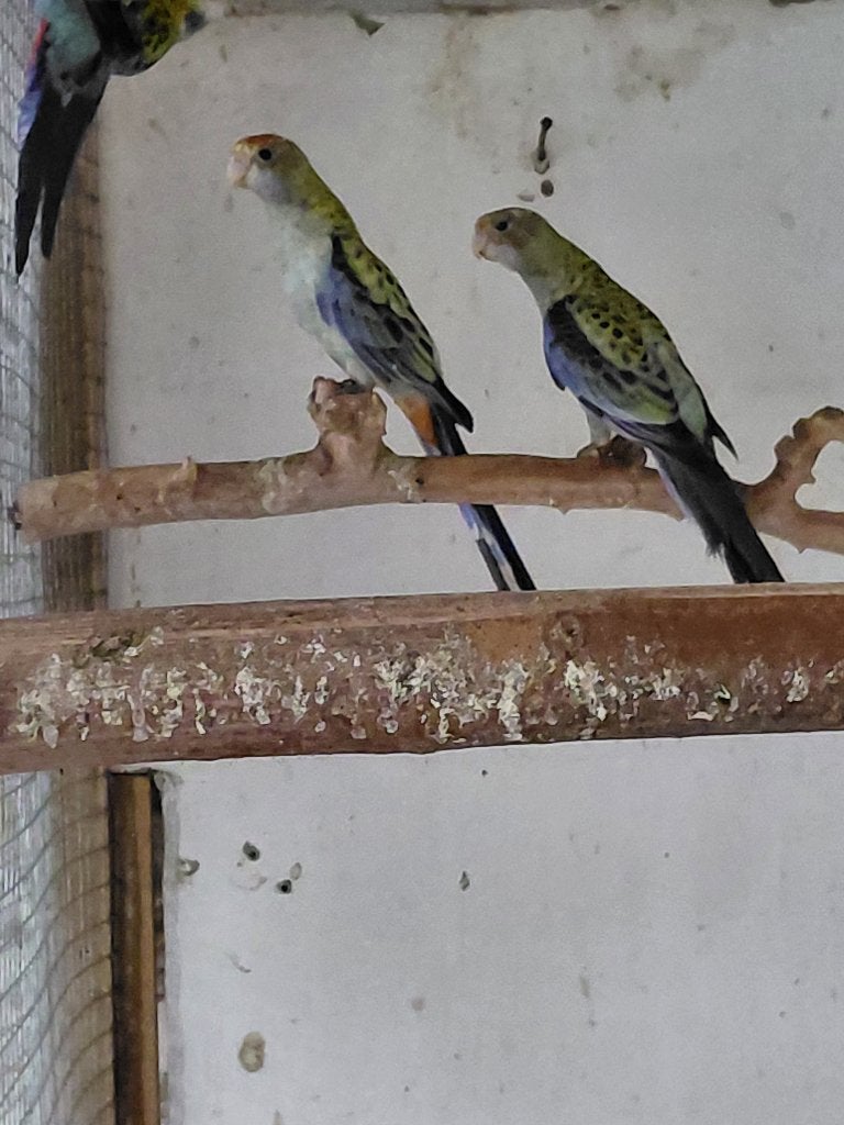 Bleekkop rosella, Meerdere dieren, Parkiet