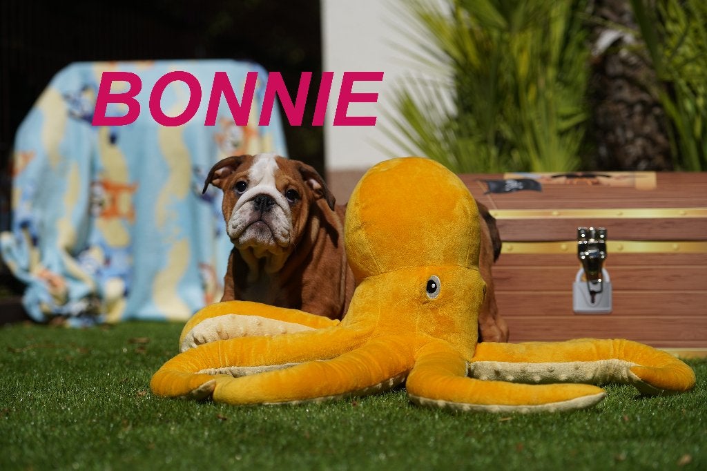 Prachtige en gezonde Engelse Bulldog puppy', Dieren en Toebehoren, 8 tot 15 weken, Buitenland, Bulldog, Meerdere