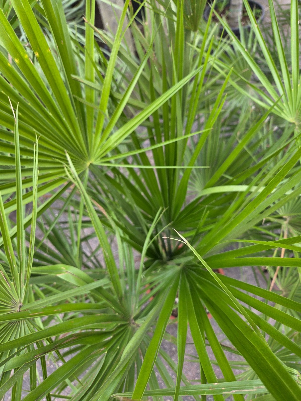 Foto 2 van 2 prachtige, gezonde Chamaerops humilis palmen