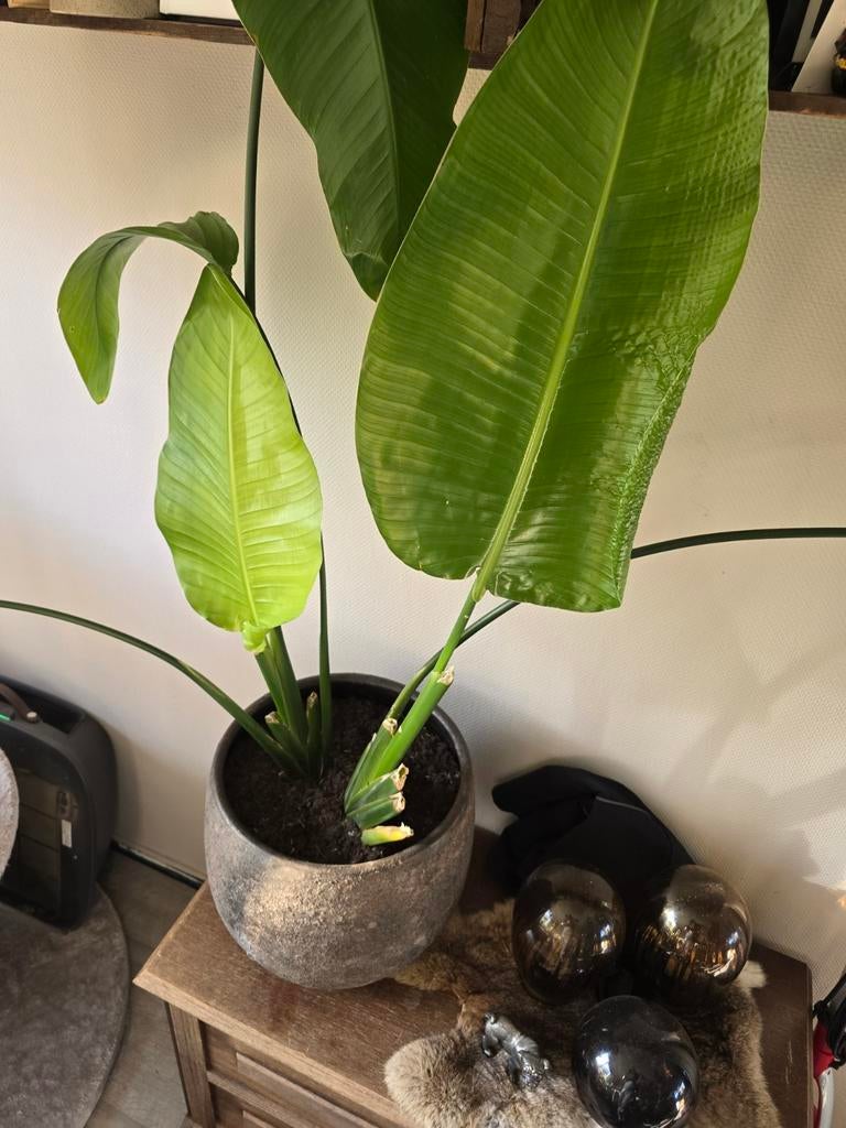 Strelitzia Nicolai in pot - Grote Paradijsvogelplant, Ophalen